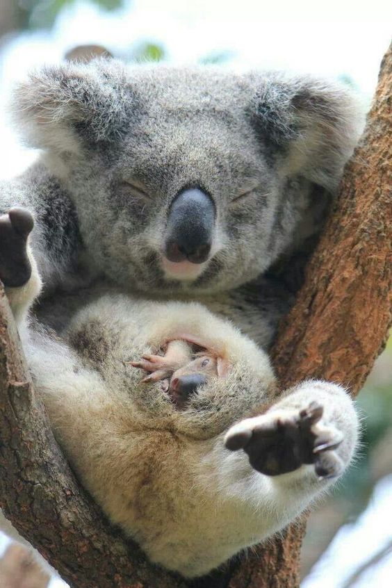 樹の上で眠るコアラ