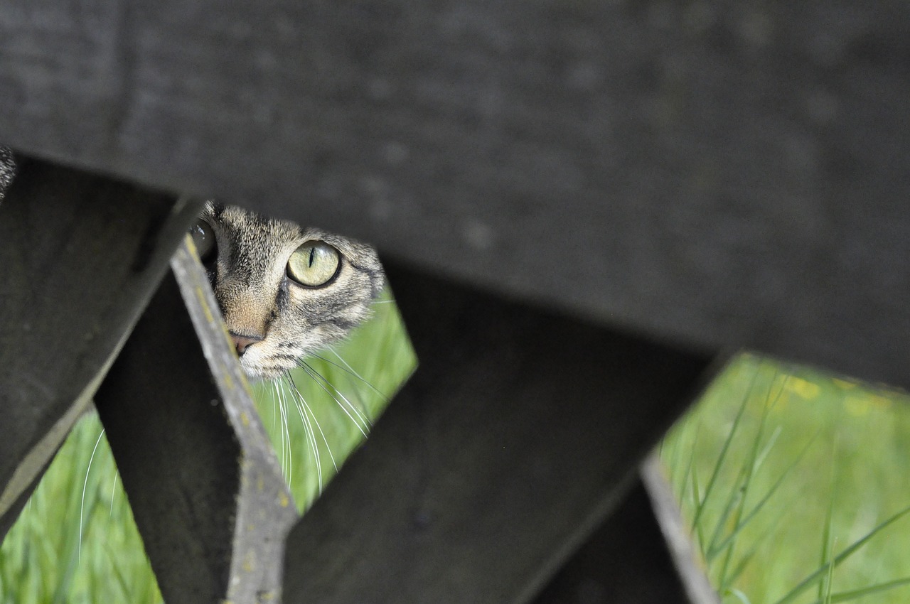 隠れている猫